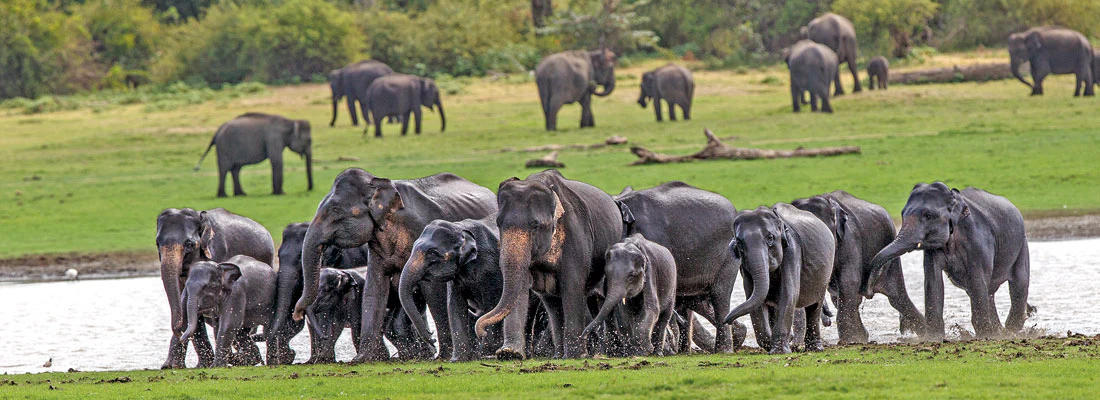 A large herd of Asian Elephants bathing near the Udawalawe reservoir